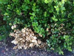 Boxwood hedge turning yellow and dying #410503. Why Are My Boxwood Shrubs Turning Yellow Boxwood Blight