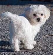 Maltese Life Span How To Help Your Maltese Live A Long Life