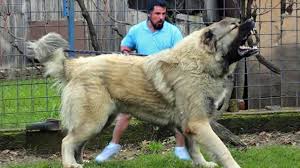 The most accurate list of the strongest dog breeds in the world by analyzing the power and weight and bite force. Turkish Alabai Dog Off 59 Www Usushimd Com