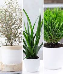 Von boden bis oberstes blatt oder blüte senkrecht stehend gemessen). Sansevieria Richtig Pflegen Vermehren Und Umtopfen Baldur Garten