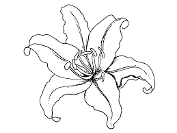 Lily Flower Coloring Pages Pictures Hagio Graphic Flower Coloring Pages Flower Drawing Printable Flower Coloring Pages