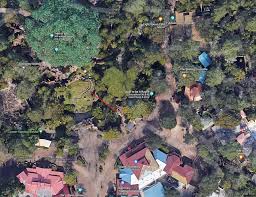 This was both an homage to the original discovery island and a response to guest confusion over where the kilimanjaro safaris. My Favorite Places At Disney World The Animal Kingdom Discovery Island Trail Lemurs Touringplans Com Blog