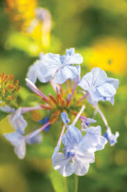 * (no walk in service) Maine Attraction Rose Cove Flower Magazine