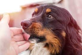 So können sie mit der zeit den individuellen rhythmus ihrer hündin ableiten und sich somit besser auf ihre hündin einstellen. Laufigkeit Bei Hundinnen Symptome Und Verhaltensweisen Deine Tiere