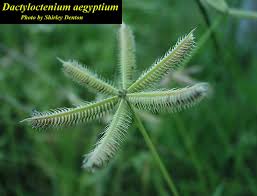 Image result for Dactyloctenium geminatum