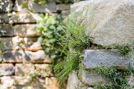 Image result for Asplenium emarginatum