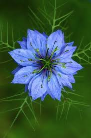 Pin On Petals