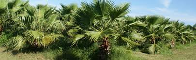 Maybe you would like to learn more about one of these? New Orleans Wholesale Palms Palmco Louisiana Wholesale Palms