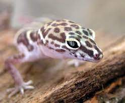 Bbb business ethics, bbb customer excellence (finalist), green valley news people's choice best pest control company, green valley chamber of commerce business of the year. Banded Geckos Arts And Leisure Tucson Com