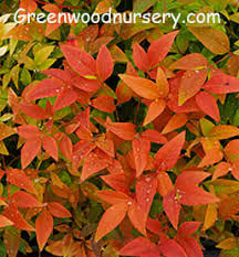 Very hardy shrub displays attractive foliage in all seasons. Nandina Gulf Stream Shrubs Greenwood Nursery