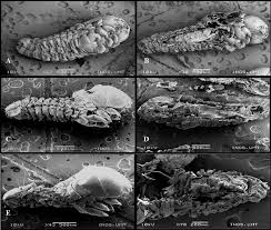 1 2 inga underarter finns listade i catalogue of life.1källor Figure 1 From Susceptibility Of Bagworm Metisa Plana Lepidoptera Psychidae To Chlorantraniliprole Semantic Scholar
