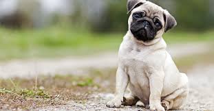 12 Common Dog Breeds And Their Health Issues This is official facebook shop page for weratedogs. common dog breeds and their health issues