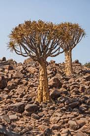 Image result for Aloidendron