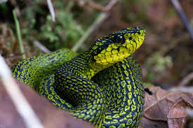 Image result for Bothriocline muschleriana