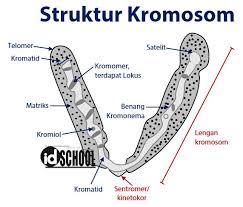 Struktur Kromosom Idschool