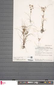 Image result for Cyperus amabilis