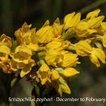 Image result for Schizochilus