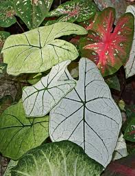 Read our care guide on how to grow a caladium plant at houseplant411.com. Care Of Caladium Plants Varieties Overwintering Flowers And More
