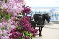 Lilac Festival