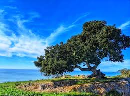 🛑 Please Read❗️ The Lone Oak is one of the most iconic and beloved trees 