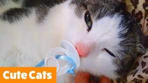 Silly Cat Reactions Bloopers Funny Pet Videos Youtube