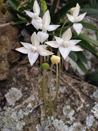 Image result for Abutilon englerianum