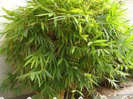 Image result for Bambusa vulgaris