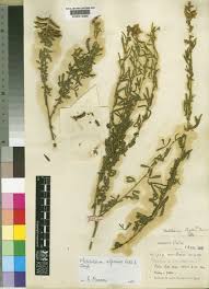 Image result for Melolobium