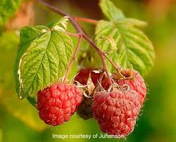Image result for Rubus