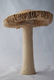 Decorative Yellow Ceramic Mushroom Via Etsy Stuffed Mushrooms Yellow Ceramics Pottery Sculpture