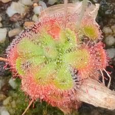 Image result for Drosera