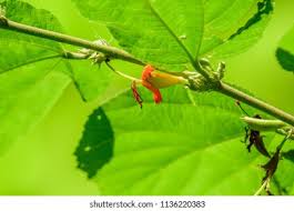 Image result for Helicteres