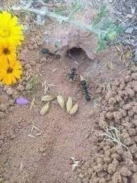 Roman - Дивовижне відкриття! Вчені виявили, що мурахи після збору зерна та  насіння, які їм потрібні на зиму, розділяють це насіння на половинки перед  тим, як зберігати в своїх гніздах, тому що