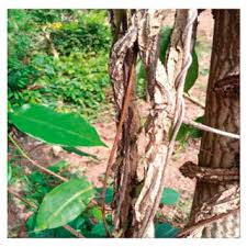 Image result for Parquetina calophylla