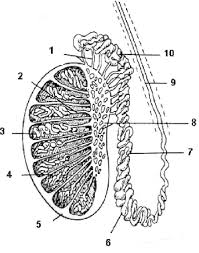 Each testis is attached to an epididymis, which connects rete testis to vas deferens. Description