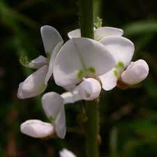 Image result for Desmodium