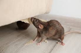 And there was possibly nothing fundamentally wrong about their approach, but for one thing. Is That A Rat Or A Mouse And Why It Matters Rodent Control