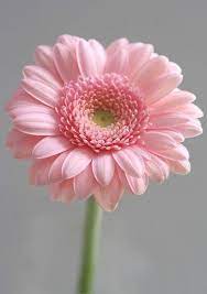 Pin On Flower