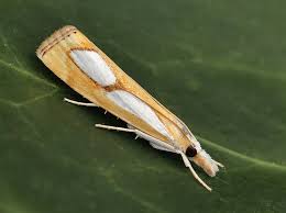 Image result for Catoptria pinella