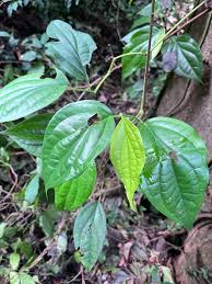 Image result for Piper guineense