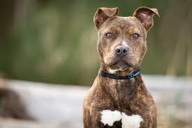 So, let's talk about all the different things that affect age and what you can do to keep your babies with you as long as possible. What Is The Life Expectancy Of A Pitbull Vet Explains Pets