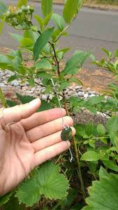 Bird Deterrents For Gardens Diy Cheap And Easy Bird Deterrent For Berry Garden Home Sweet Home Bird Deterrents Berry Garden Yard Ideas Cheap