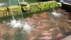 Ikan Nila Merah Dengan Air Mengalir Di Bawah Tower Youtube