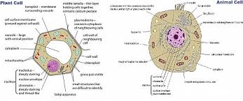 Animal cells depict various irregular shapes and sizes and are visible only under the microscope. Eukaryotic Cells Definition Eukaryotic Cell Diagram Parts Structure And Examples Jotscroll