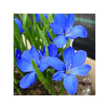 Image result for Tecophilaeaceae