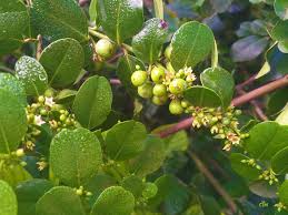 Image result for Scutia