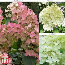 Fast delivery across europe pleasant price large assortment. Hydrangea Paniculata Collection Thompson Morgan