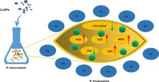 A Comparison Of The Effects Of Copper Nanoparticles And Copper Sulfate On Phaeodactylum Tricornutum Physiology And Transcription Sciencedirect