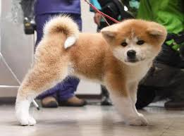 Pin By Carolyn Phillips On P Animal Japanese Akita Akita Dog Akita Inu Puppy