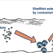 Image result for Amnesic Shellfish Poisoning